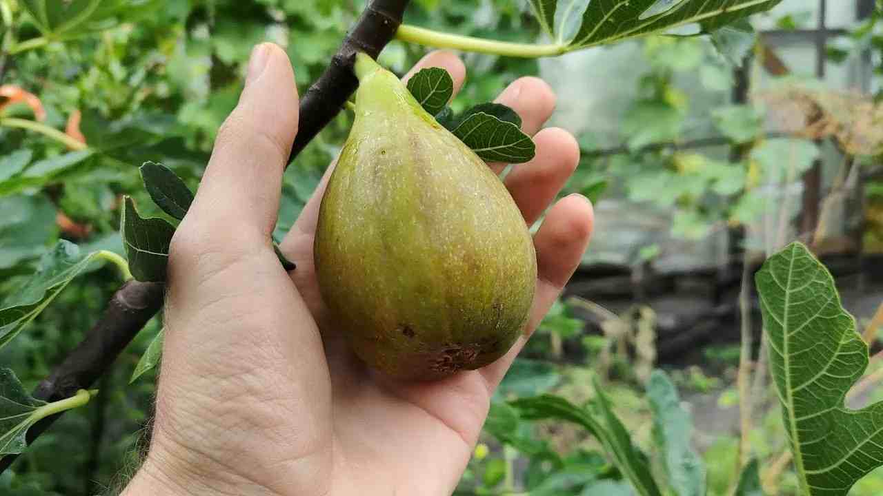 تصویر 2 از انجیر زرد ترکیه با ماندگاری مناسب و عطر طبیعی